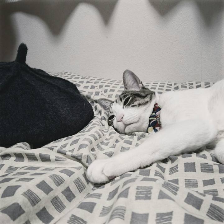 8d5da48b f21f 411a b48d 8f92734f7ff2