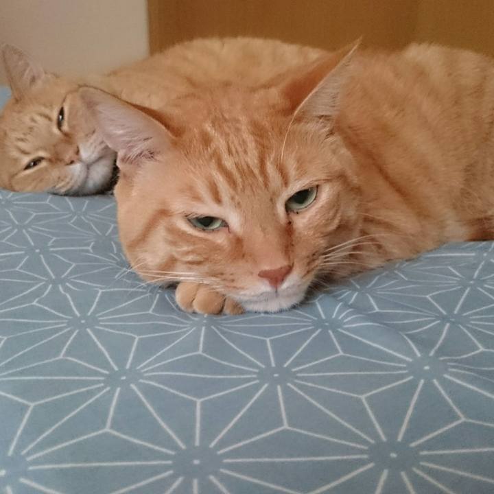 8d5f5df6 a650 4f6d a9be 68208d163224