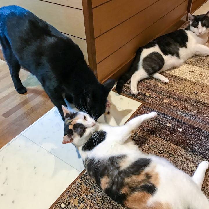 8d5fe7ed cbca 4d4e 9ed0 84db8715f205