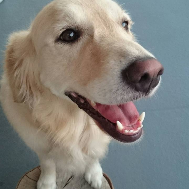 8d7dc16f 3545 45f7 96b8 2e4b8b4a366d