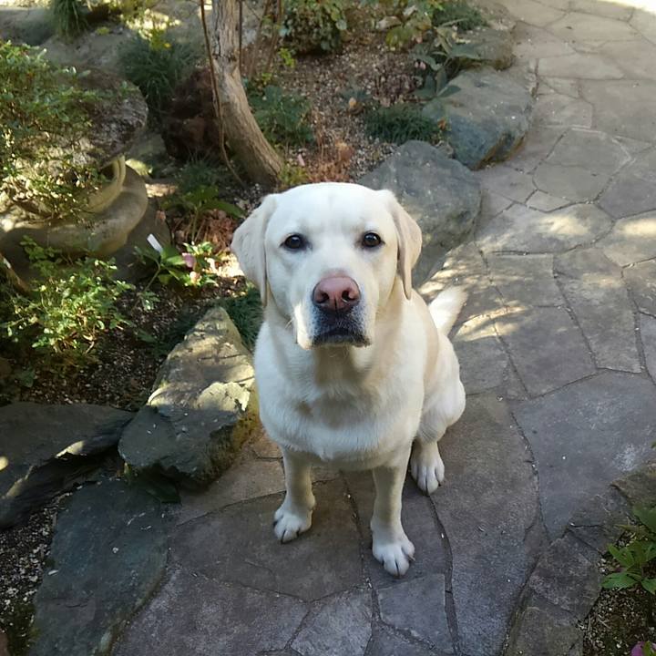 8d8230ca ad6c 40ce a5da d0cf124303d2