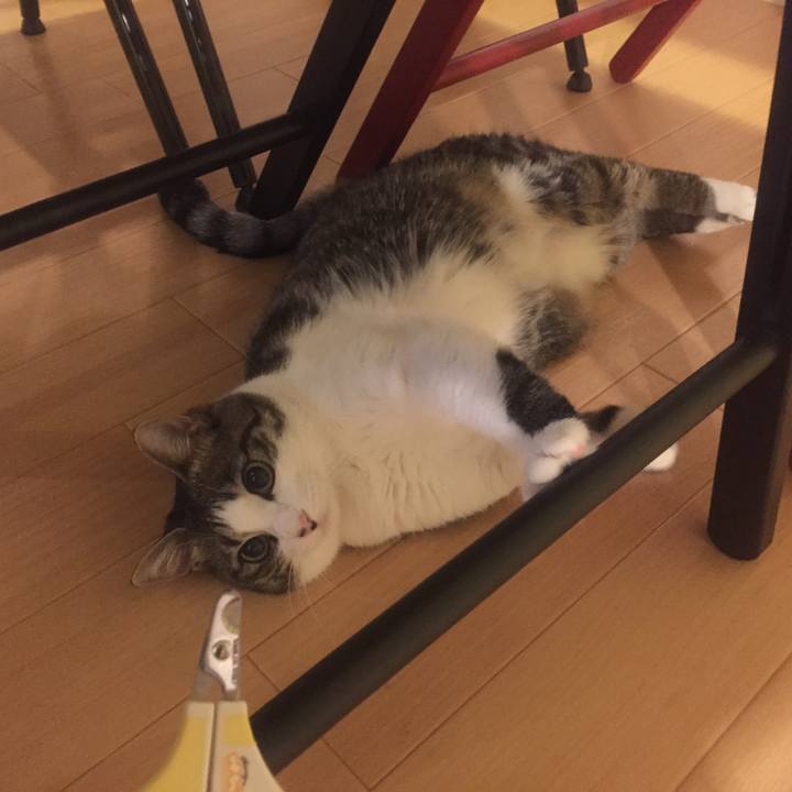 8d89d426 96fc 40fa b727 28717fefd766