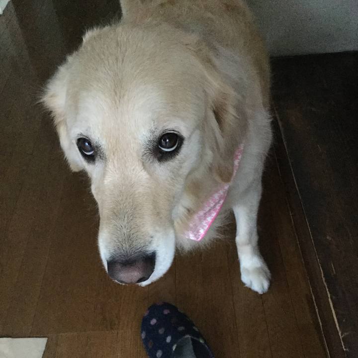 8d96c27c bf72 408a a2b2 ddfb2060d24a