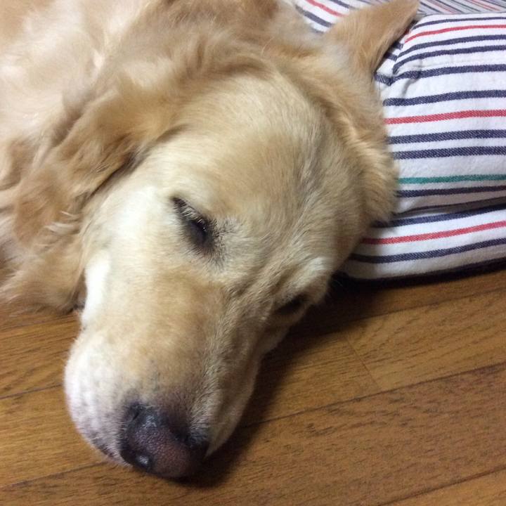 8d96f213 9cdf 4ea4 9759 d4161ae6221a