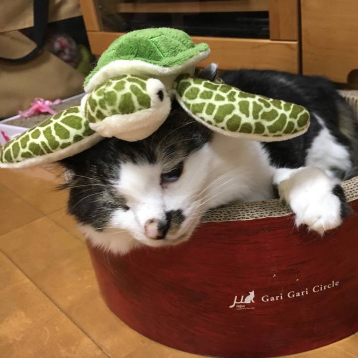 8d9e725b 11f1 49f4 876d ccdad49571c1