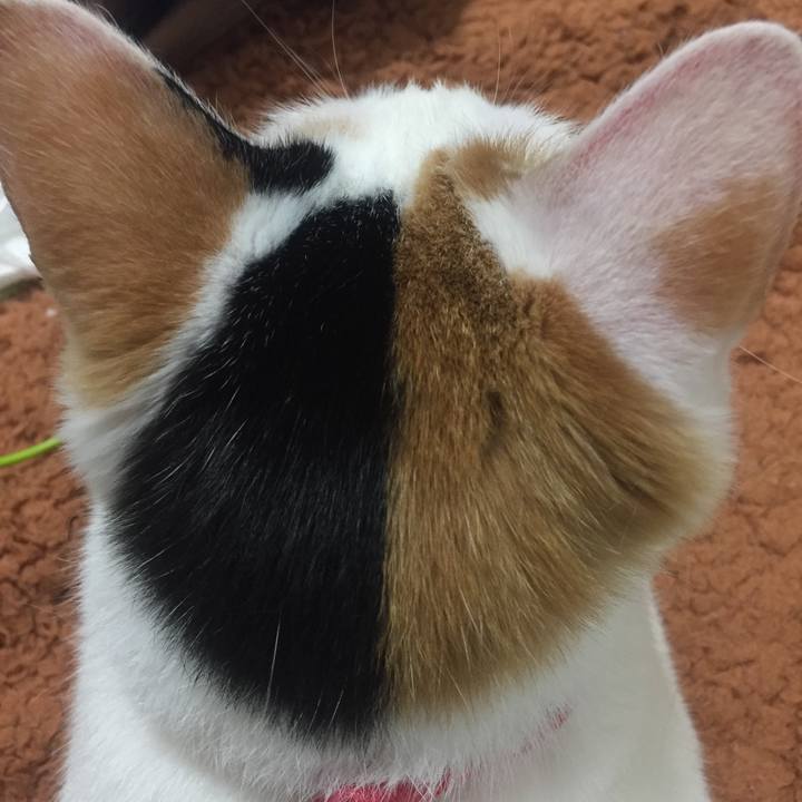 8db3b89d b2bc 4b7a a224 bff4e5477e58