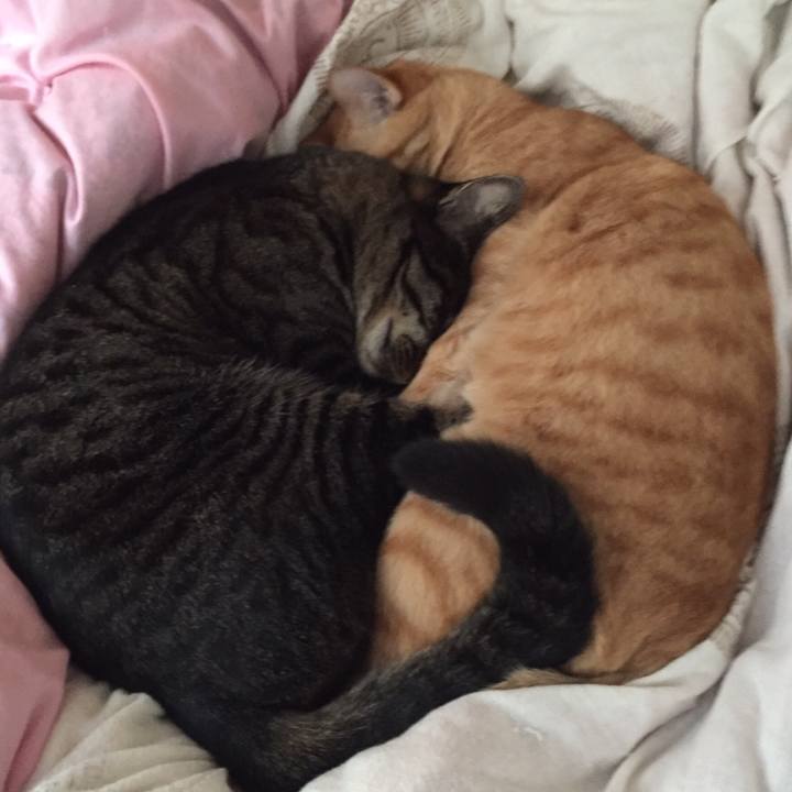 8dc7f003 18b7 4ae8 89b3 2c25b7d7378b