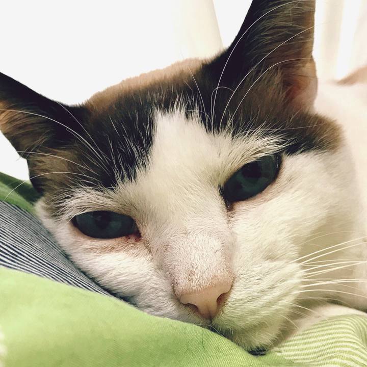 8dcafaea cdbb 4750 bb5c 35df1cf7b25b