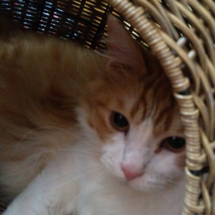 8dd1ca28 a634 410d 919b edf4438f7a2a