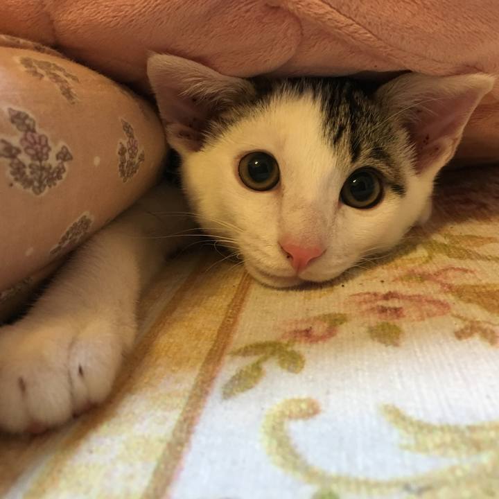 8de7baba 12d5 429a 98ca e935ac5b4061