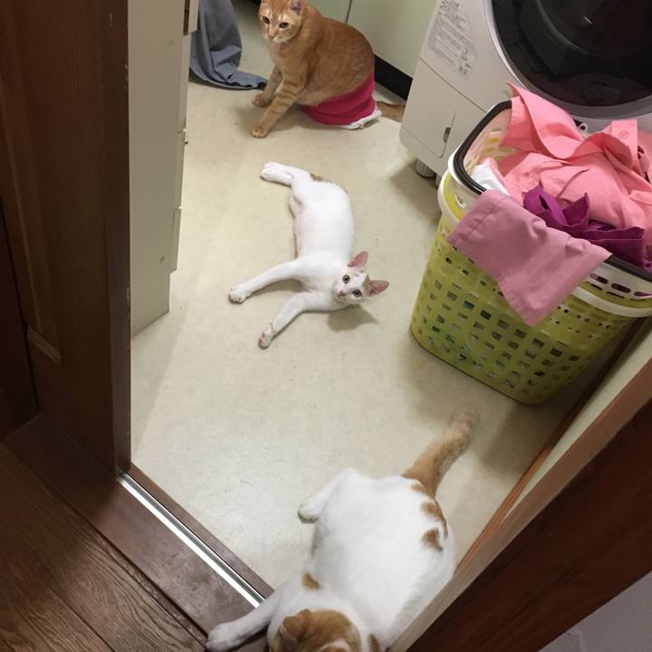 8dea097e 1a4f 4c1a 9838 b6be9c12b512