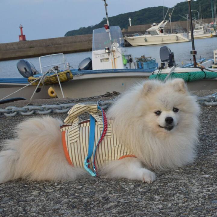 8dfc60f5 f11c 41e0 9b62 35496cb1777d