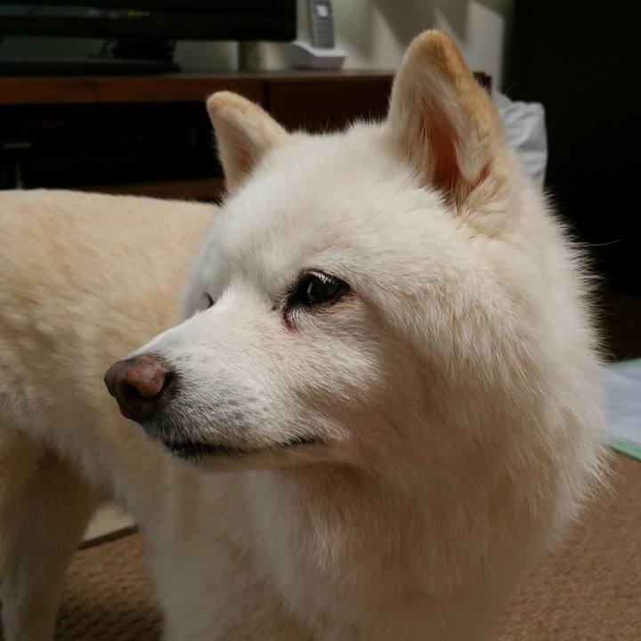 8dfd8795 af43 42ff 9a91 60d1b26295f7