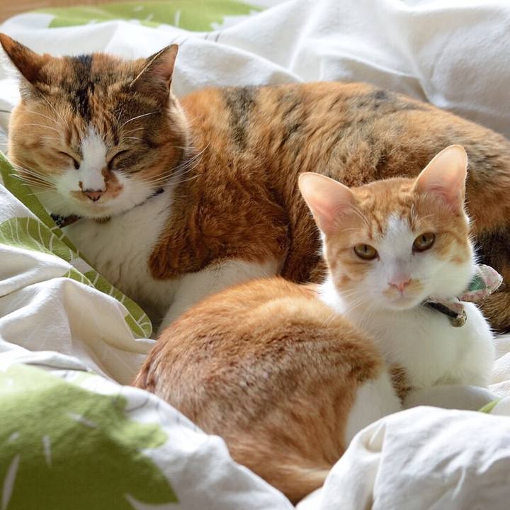 8e0a54b5 8e60 4160 bff7 ba54b7f9223e