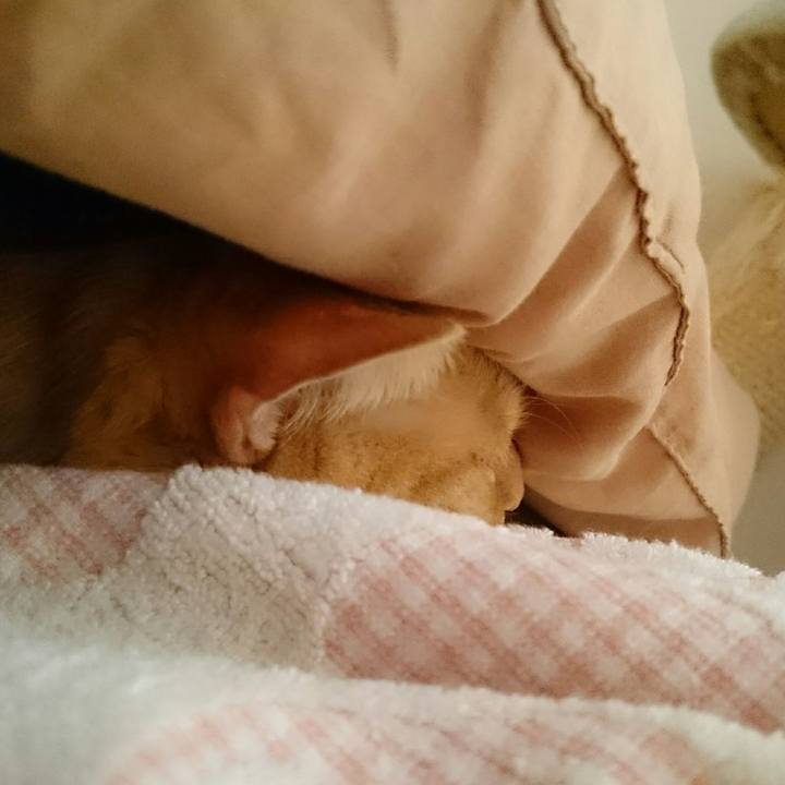 8e14d91c e03d 4c5f a739 8f3ea4178bee