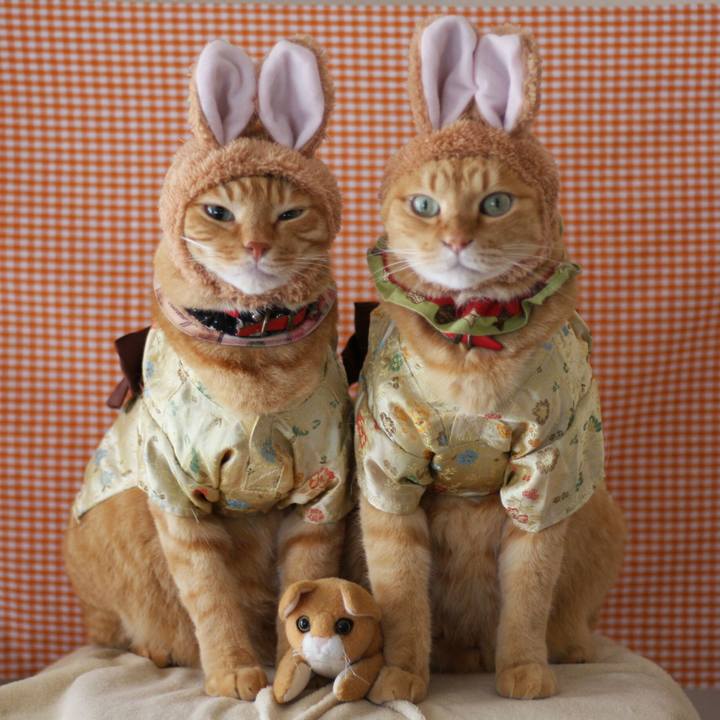 8e188d78 1684 4d1e 8885 fe17ec258f40