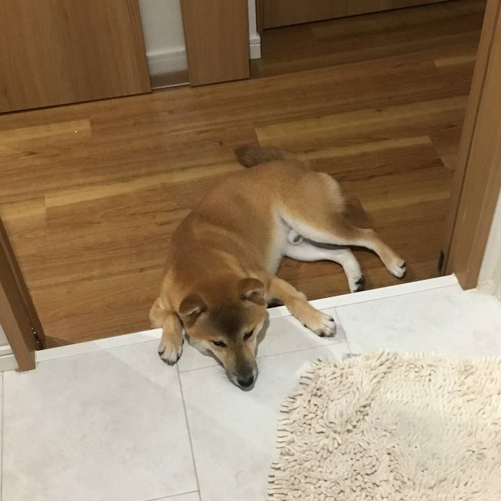 8e4d4b52 e5dd 4a81 81f2 0e22859b027b