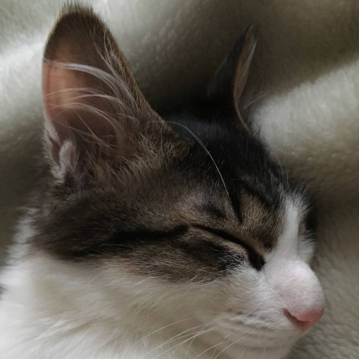 8e4e7fcf 7a15 448e 887e 5af9bf6e1f29