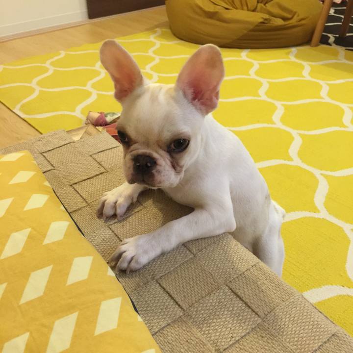 8e5327c2 5003 4326 bf20 cd71d712d2f9