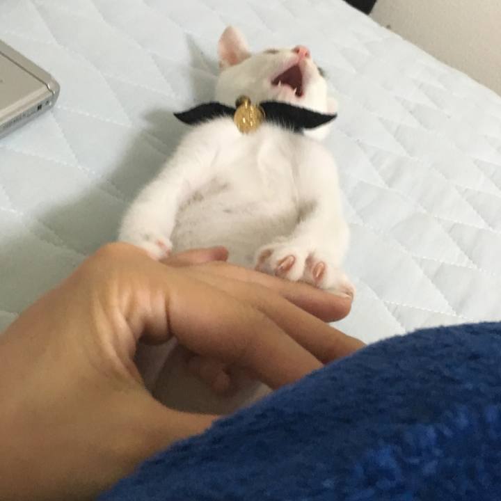 8e6219d8 3204 4ff7 a0f1 7f203c08bbed