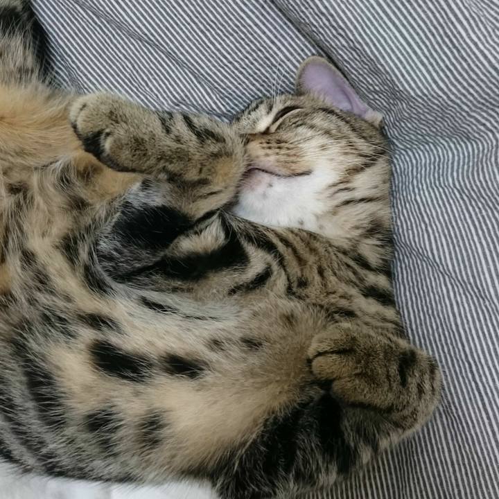 8e696095 cb57 4125 8787 5d78a7d3321c