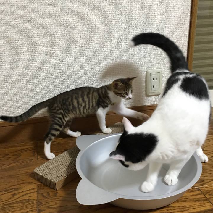 8e6e7d4d 3c02 4b56 ab1f cc9a44cf1cf7