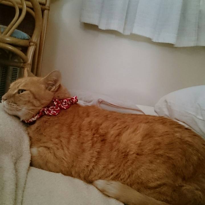 8e720135 0c90 478a b210 f61aff7c8e06