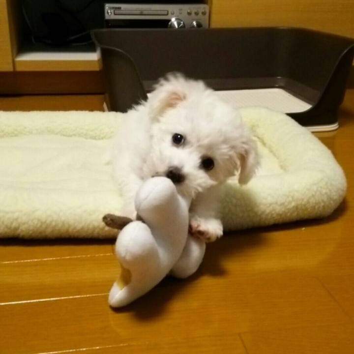 8e7f6927 bba4 4ac9 bae0 b0101a34c461