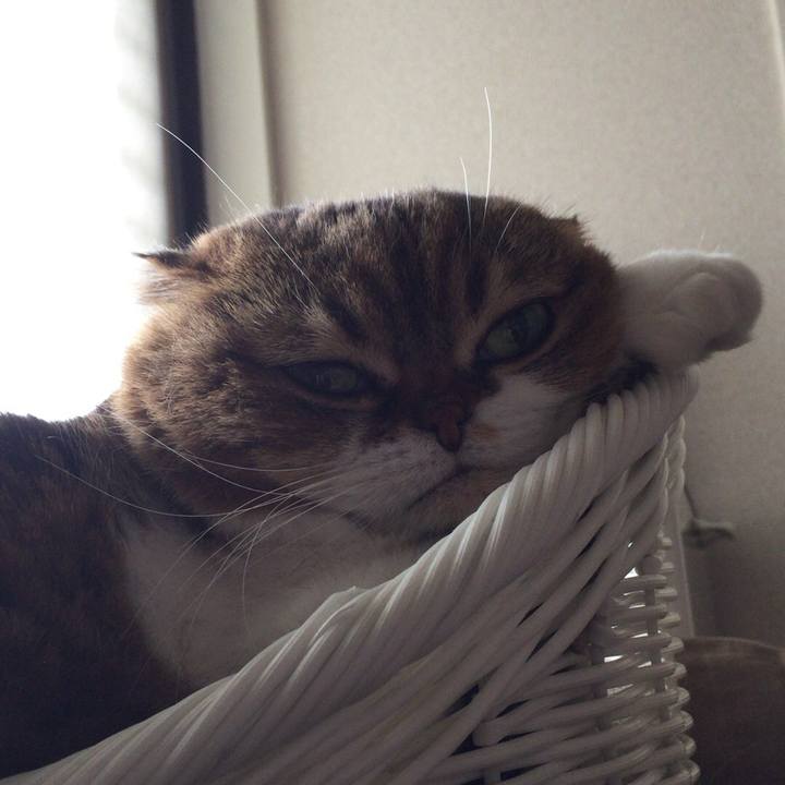 8e856bad 1947 44cd b9a2 8ca09f0a5106