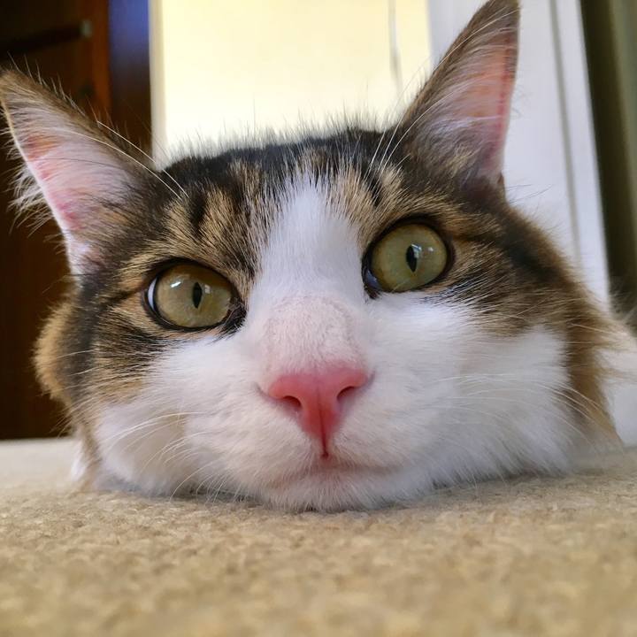 8e87d13d c6ff 4f3d bfa3 d9071a228349