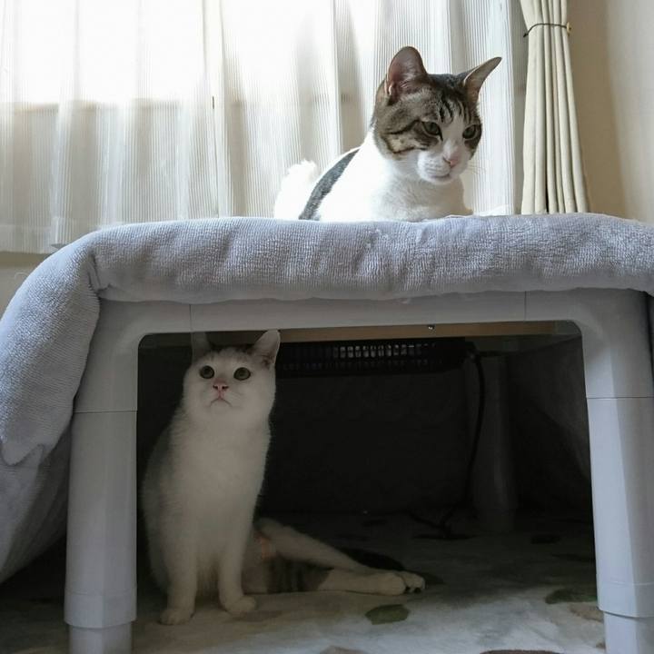 8e8a0053 42a0 45ce 8783 e920fce80293