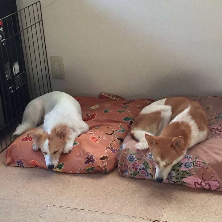 8e8b128b 1e6f 426a 8337 029fc21464d6