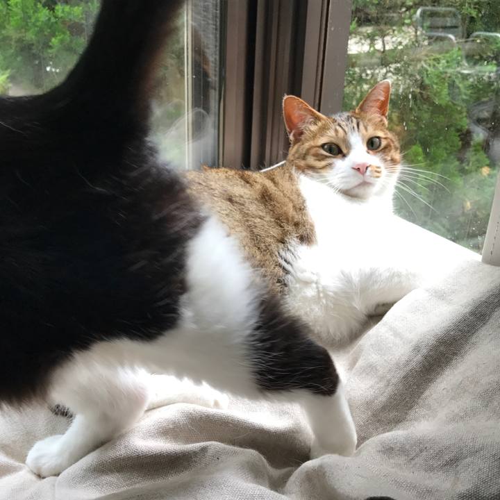 8e8c90d0 eb72 41b9 a0f0 5574a79edcd6