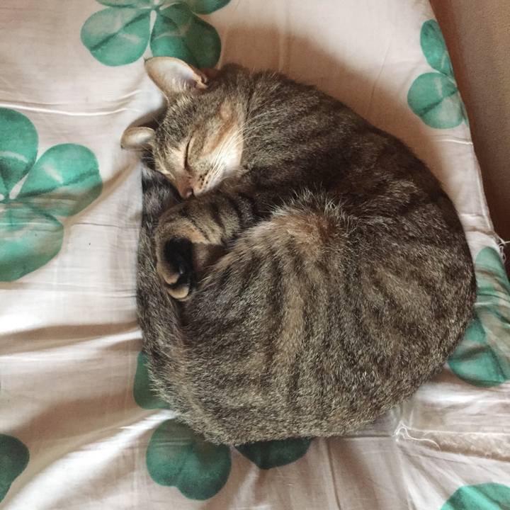 8e939dac df10 41d0 af5a d0a15f453957