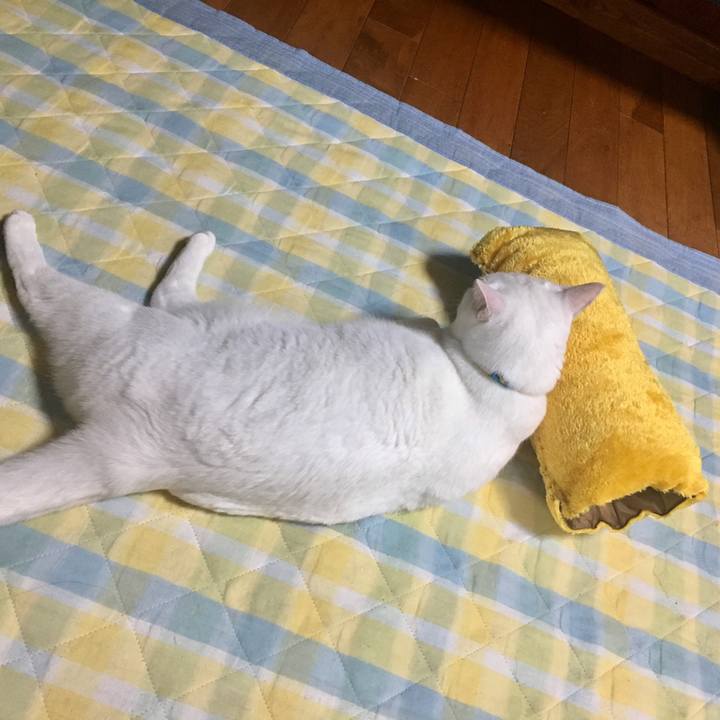 8e9c5692 26dc 407c b39a d0a6259964a1