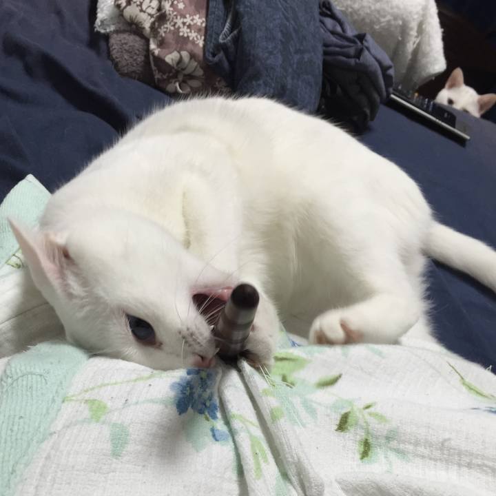 8eb7daed ee4f 4df4 89e8 a170d2701bfd