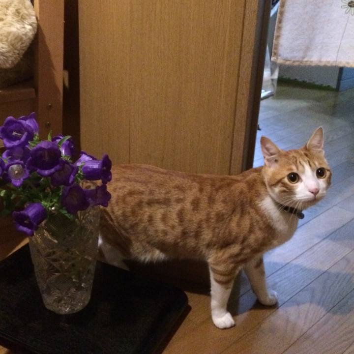 8ec00f82 1d25 444d b36f f9cdd11436ce