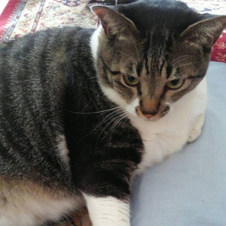 8ec8da00 a63b 43e0 8f13 a23c07f62326