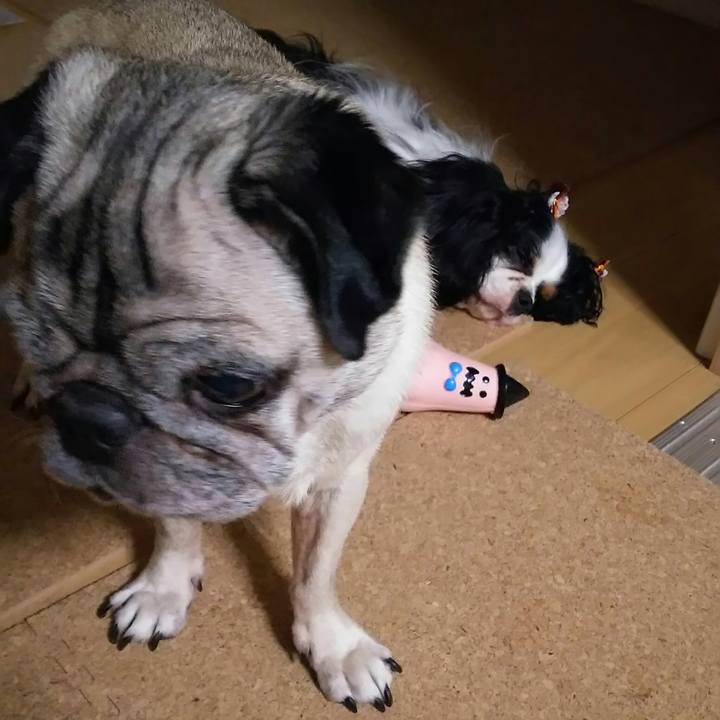 8ed0b0de 514b 40e5 9167 cd4044159712