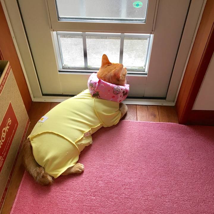 8ed6c2f8 9c54 46ae a37f 28d36abb2129