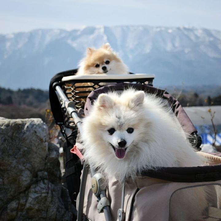 8ed8eafc e144 4456 a951 1c7c4e172e79