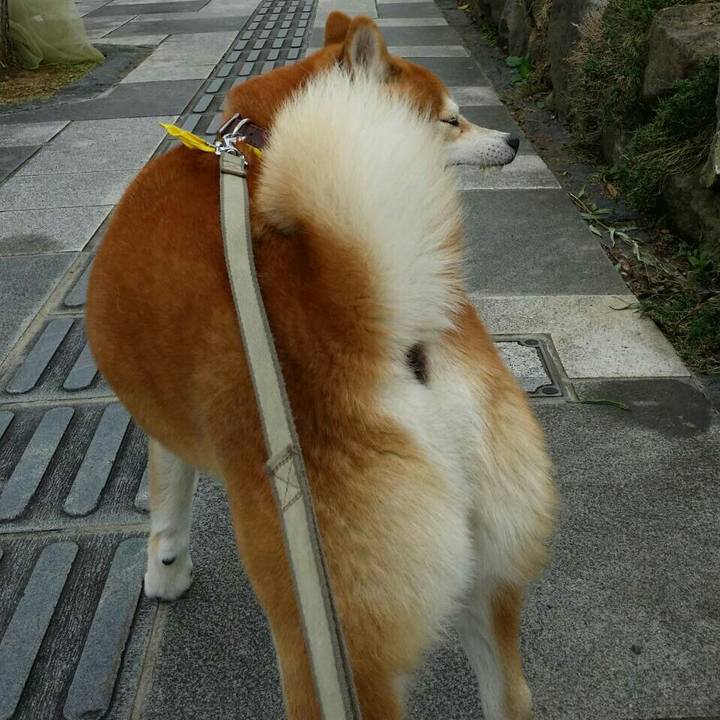 8edc2461 1976 4835 8b86 85ce20305952