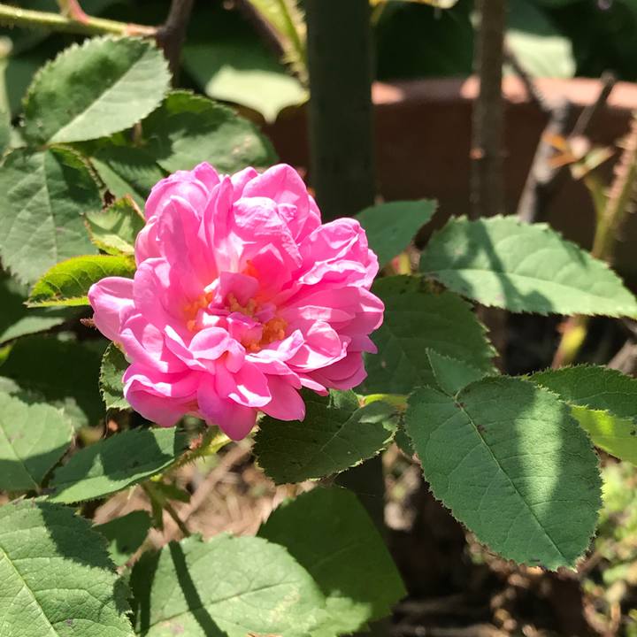 8ede033b e505 4493 ad27 bb1b38a44a70