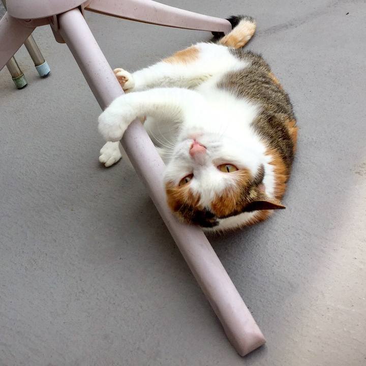 8ee0cccc 569a 4aba a863 8b00c4dfb8ed