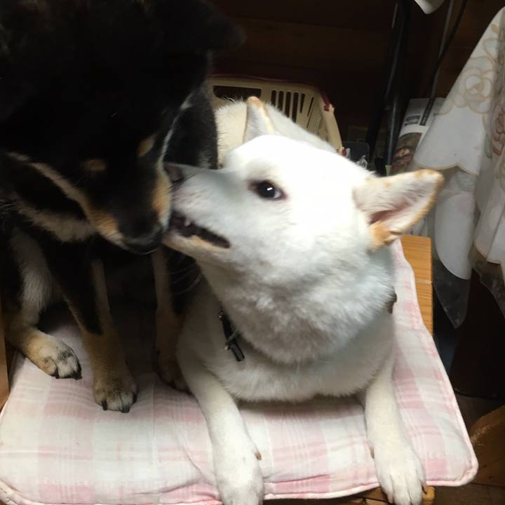 8ef6d5f6 20f9 4863 832d b9bfd2b9bee4