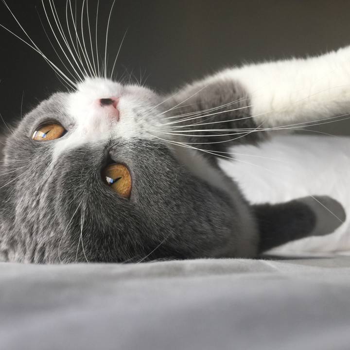 8ef8c07e d603 409d 8137 9db21b47ec40