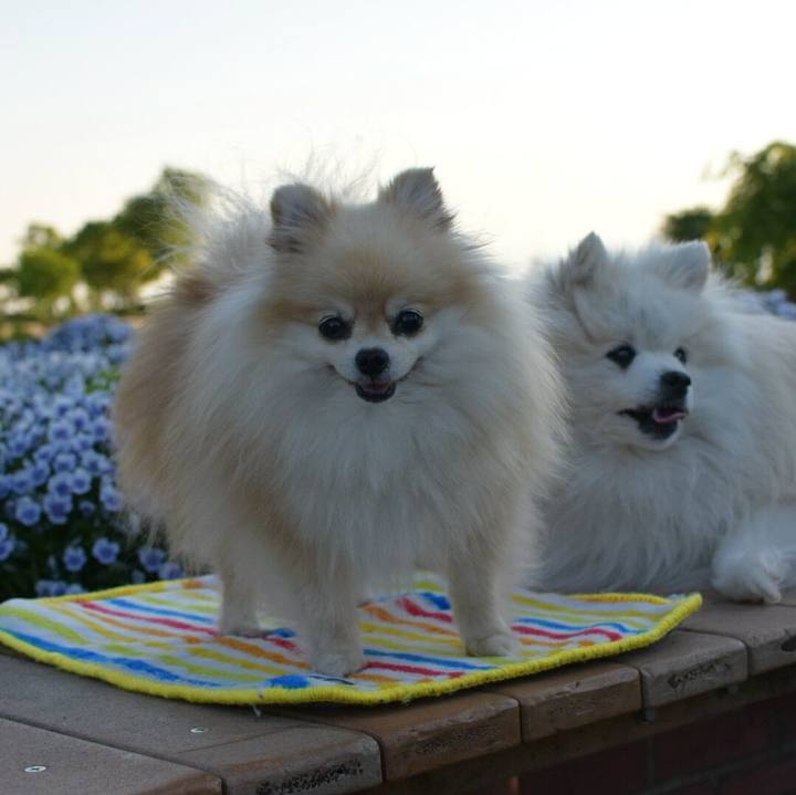 8ef9155b c919 4ea0 a19c 1403a1fad333