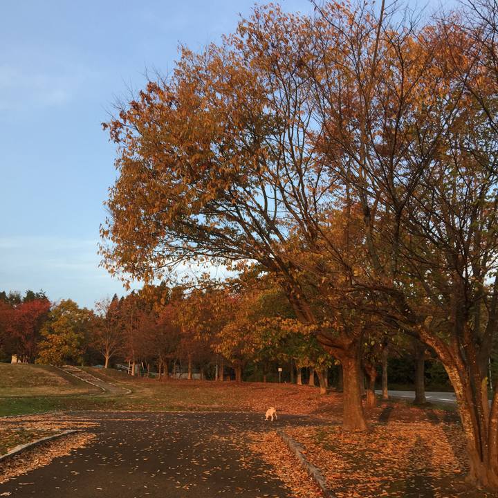 8eff98ae 395e 429f 9398 f90dfd22e9a8