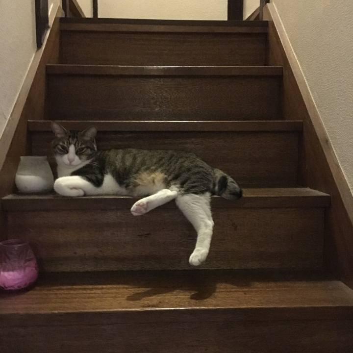 8f0401a3 69fa 4b78 8339 18f0a2dc69cb