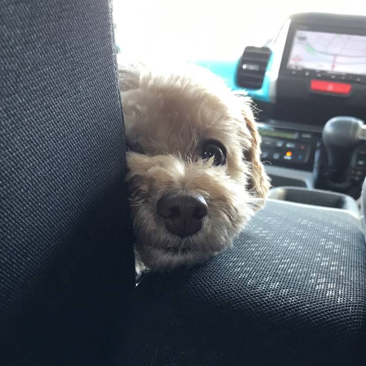 8f0b0d86 c261 4a44 934a 25a8d9dee07d